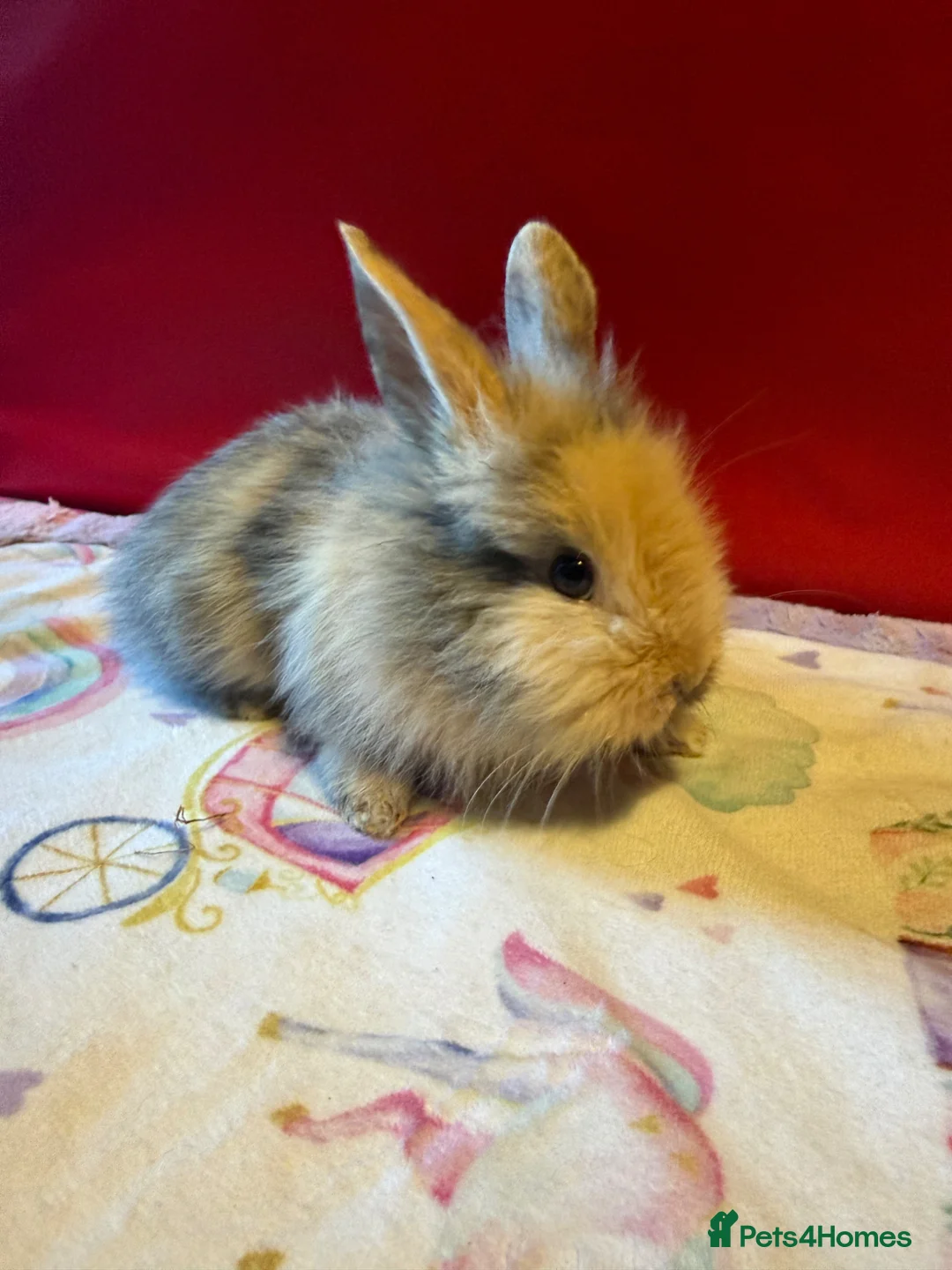 Lionhead rabbits for sale: Lion head mix rabbit  in Reading - Advert 2