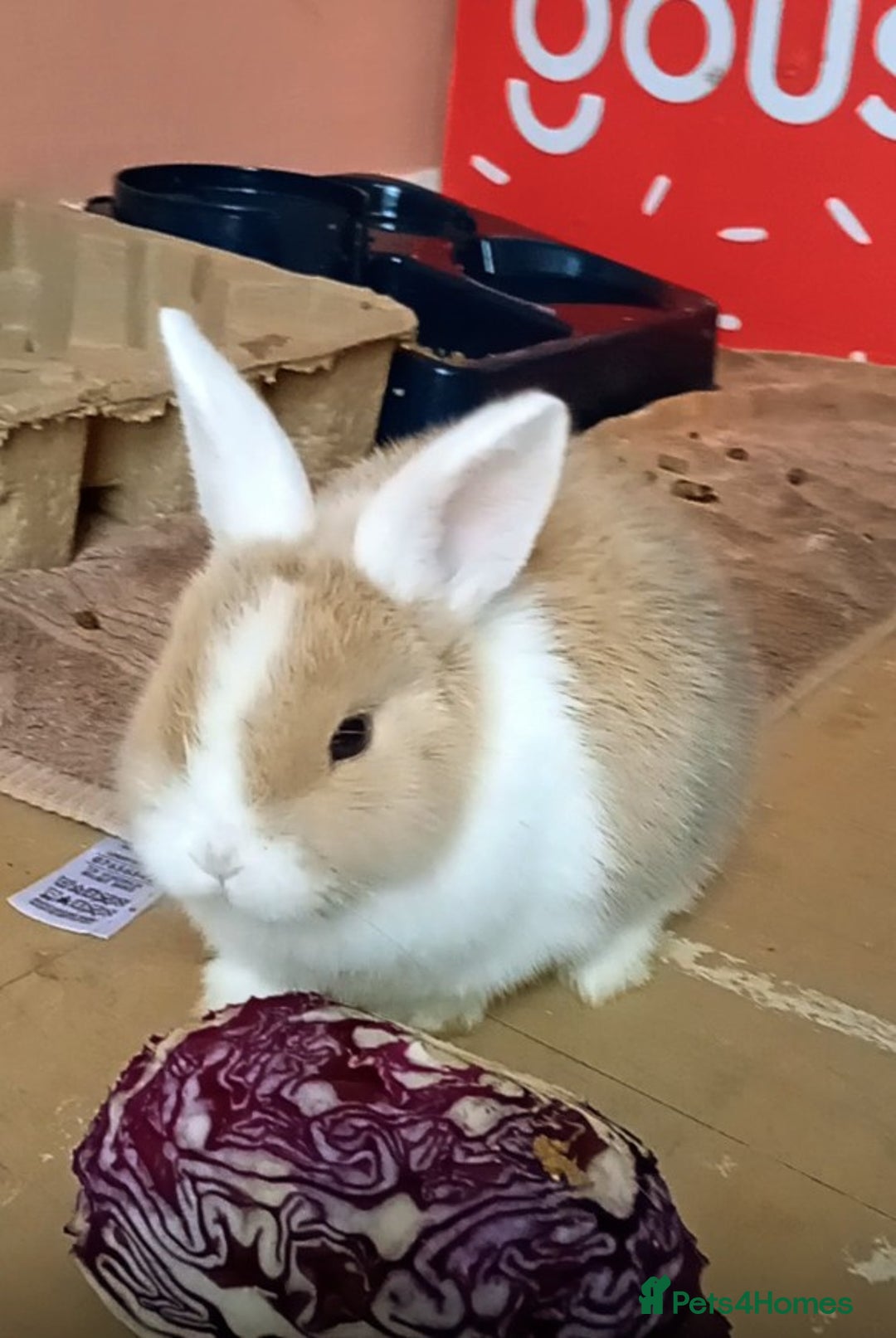 Mixed Breed rabbits for sale: 3 Beautiful Bunnies For Sale  - Advert 4