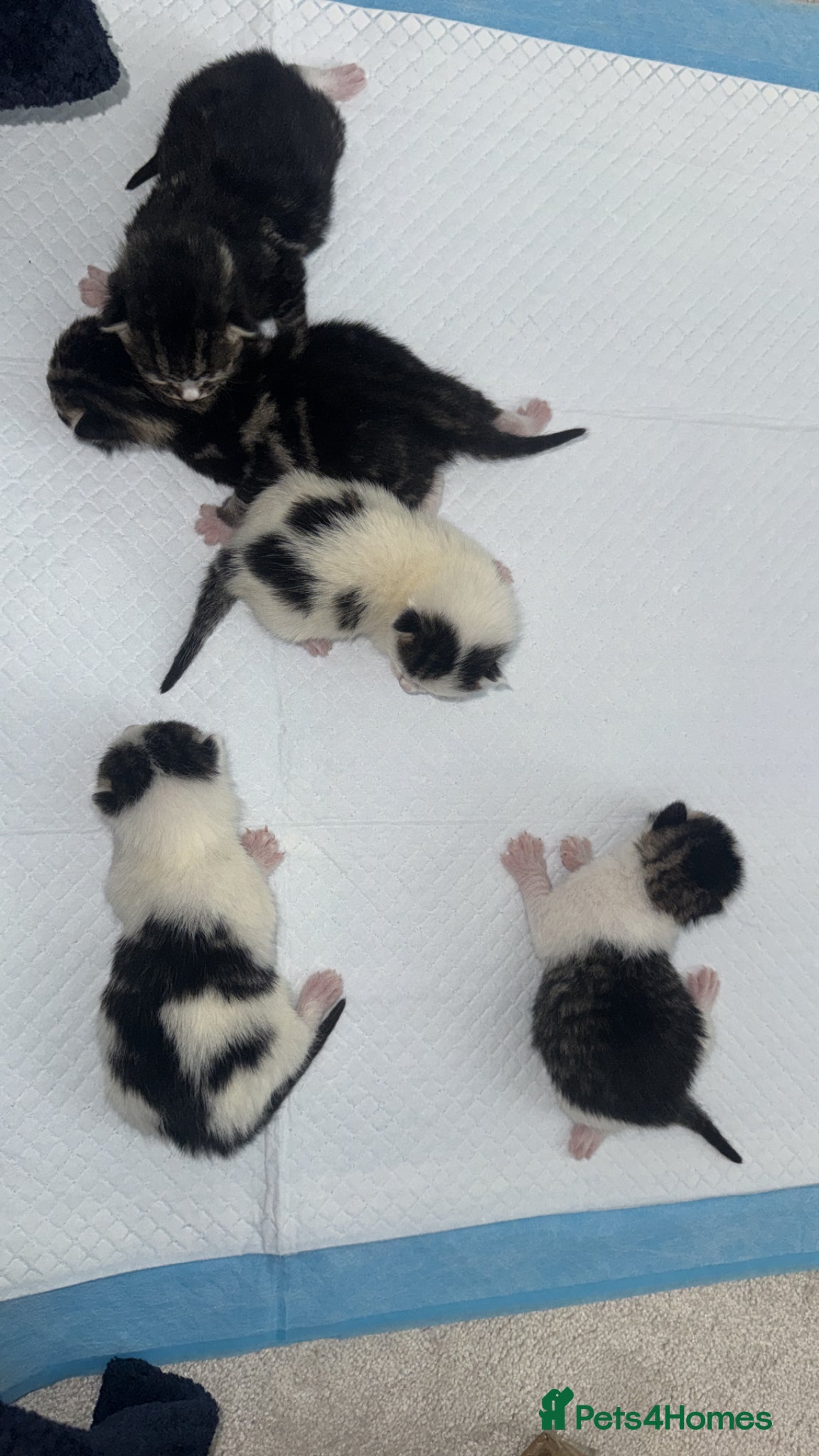 Domestic Shorthair cats 5 kittens to go to good homes  - Advert 8