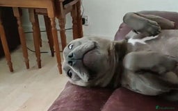 Staffordshire Bull Terrier dogs for sale: Blue/ Fawn Staffordshire Bull Terrier puppies  - Advert 7