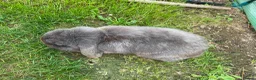 Mini Lop rabbits for sale: 💙 blue mini lop male 💙 - Advert 5