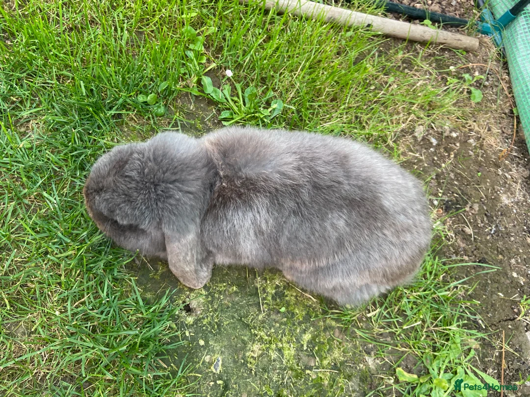Mini Lop rabbits for sale: 💙 blue mini lop male 💙 - Advert 5