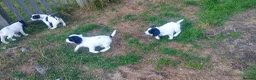 English Springer Spaniel dogs for sale: English springer spaniel pups  - Advert 5