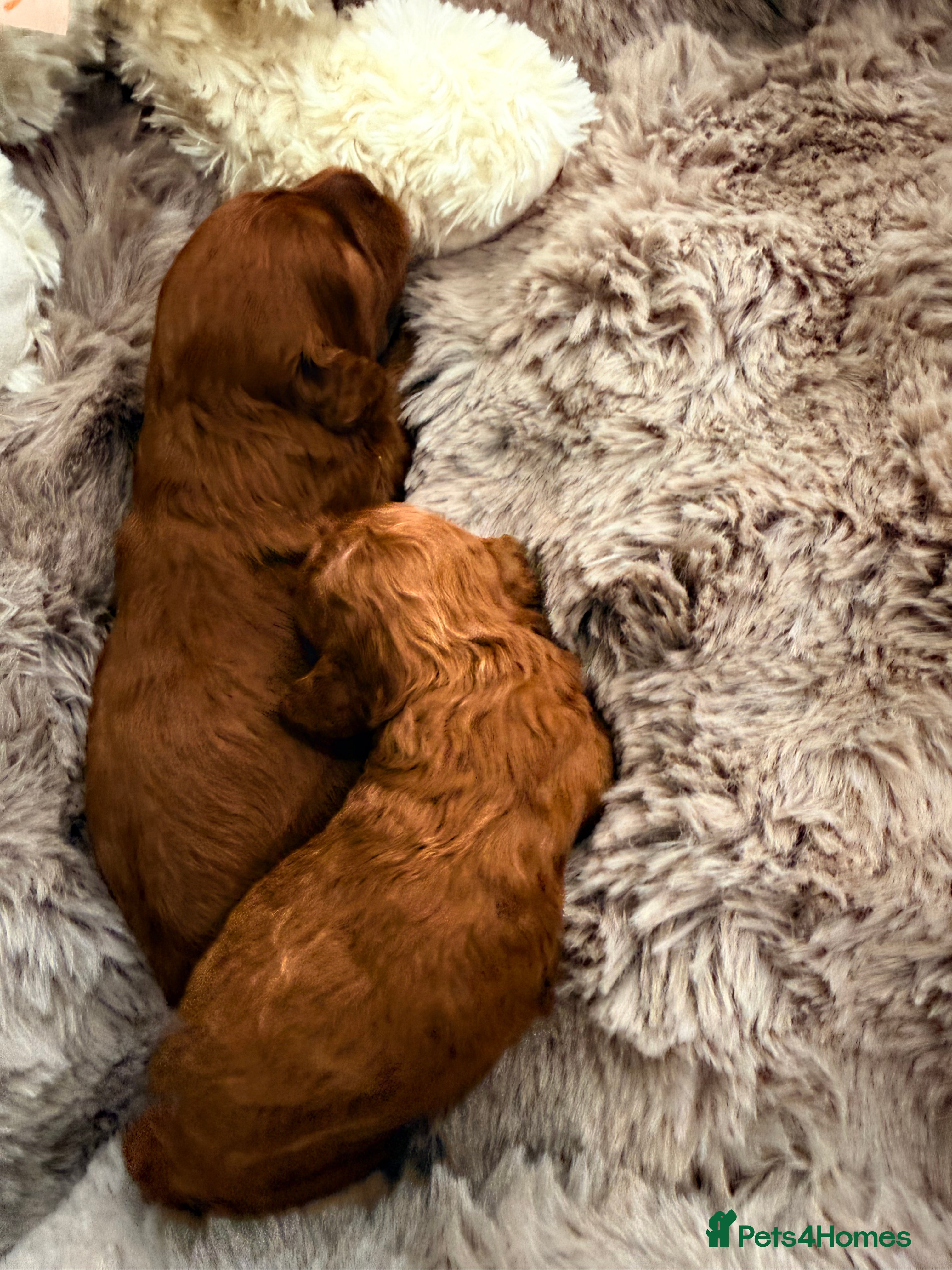 Cavapoo dogs F1B.Full DNA tested & health checked clear parents - Advert 2