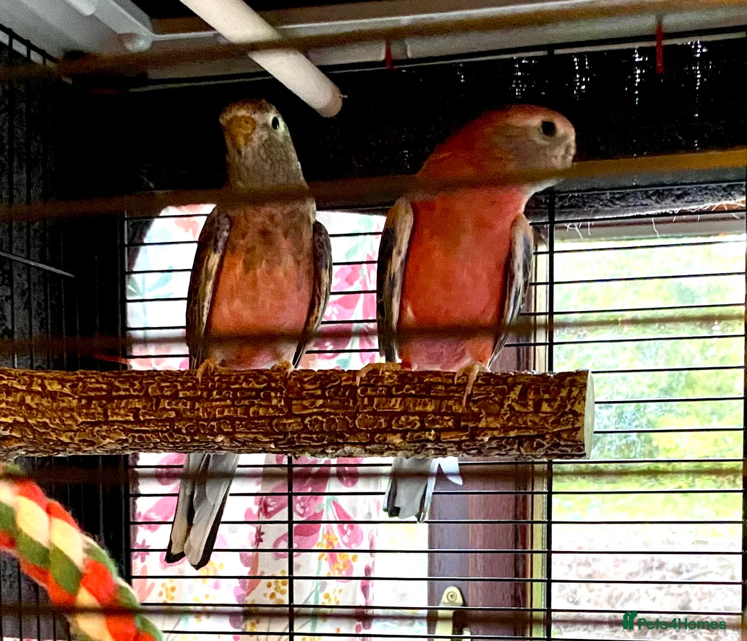 Parakeets birds for sale: Pair of Pretty Bourke Parakeets and cage - Advert 2