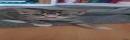 British Shorthair cats for sale: Beautiful Silver Spotted and Silver Tabby kittens. - Advert 4