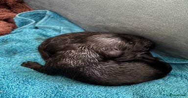 Labrador Retriever dogs Black Labrador puppies in time for  **   - Advert 11