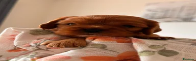 Cavalier King Charles Spaniel 2