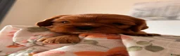 Cavalier King Charles Spaniel dogs for sale: kC reg health clear cavalier king charles pups in Chorley - Advert 11