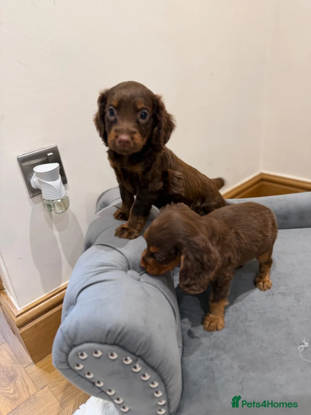 Cocker Spaniel dogs for sale: Quality working spaniels - Advert 12