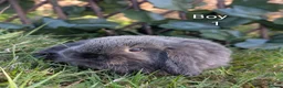 Mini Lop rabbits for sale: Pure Bred Mini Lops - Advert 4