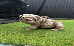 English Bulldog dogs for sale: English Bulldogs in Birmingham - Image 6