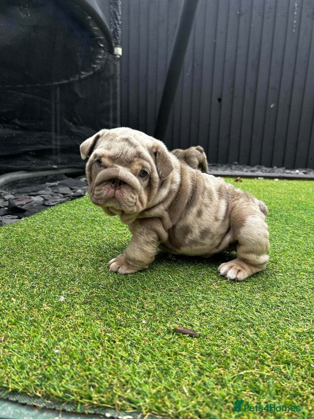 English Bulldog dogs for sale: English Bulldogs in Birmingham - Image 6