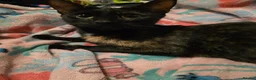 Mixed Breed cats for sale: 7 beautiful kittens - Advert 6