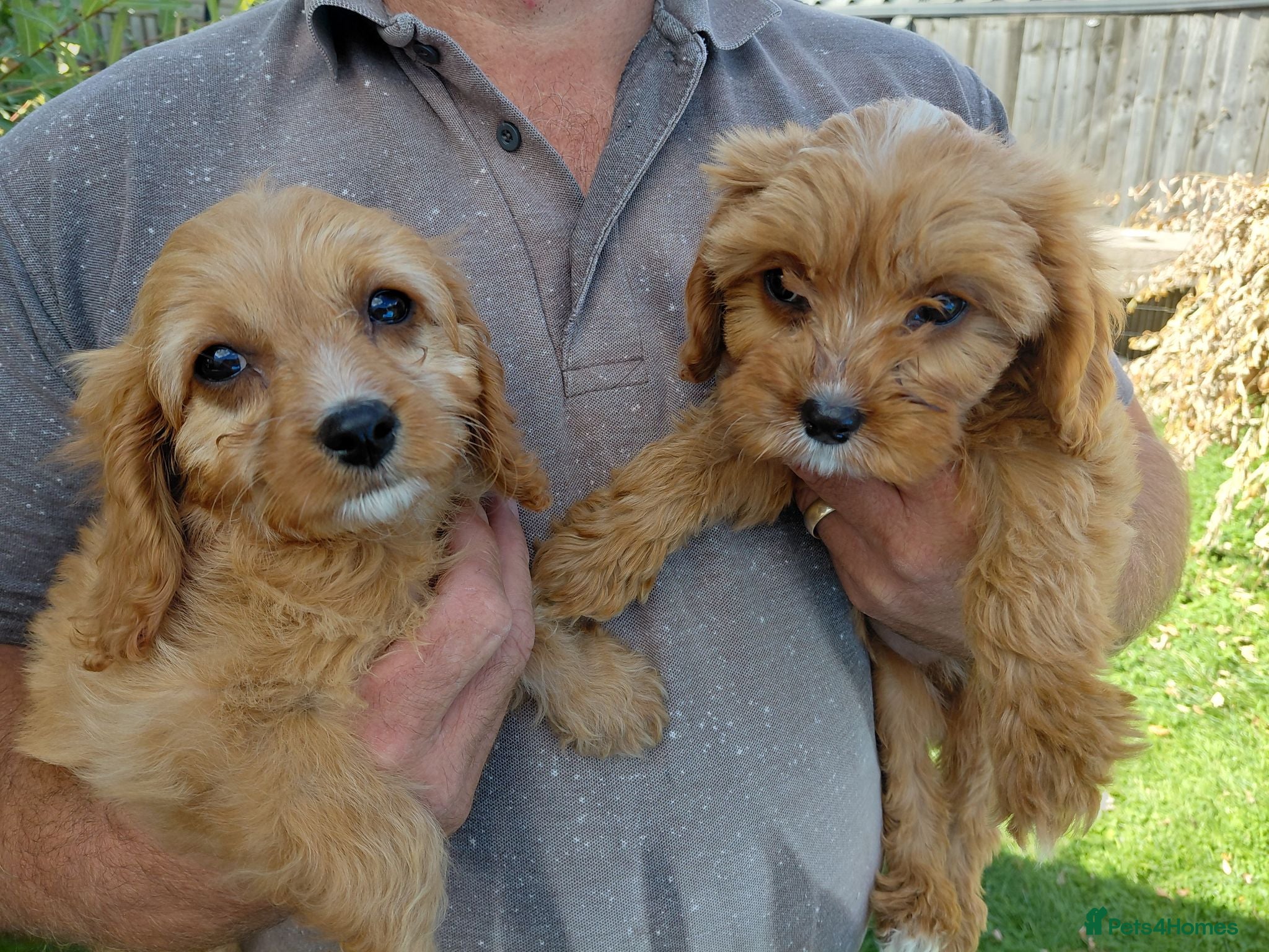 Cavapoo dogs Stunning f1 cavapoos - Advert 5
