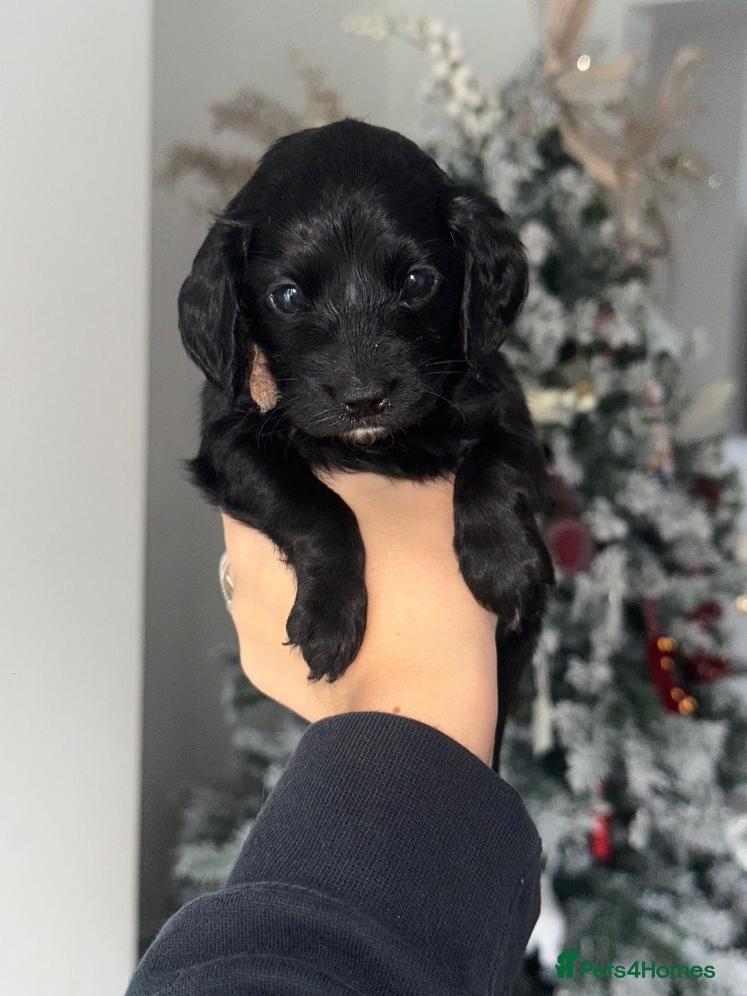 Cockapoo dogs for sale: Beautiful mixed Merle F2B Cockapoos  - Advert 14