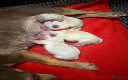 Mixed Breed dogs for sale: OUTSTANDING TINY GIRL MALCHIS - Image 6