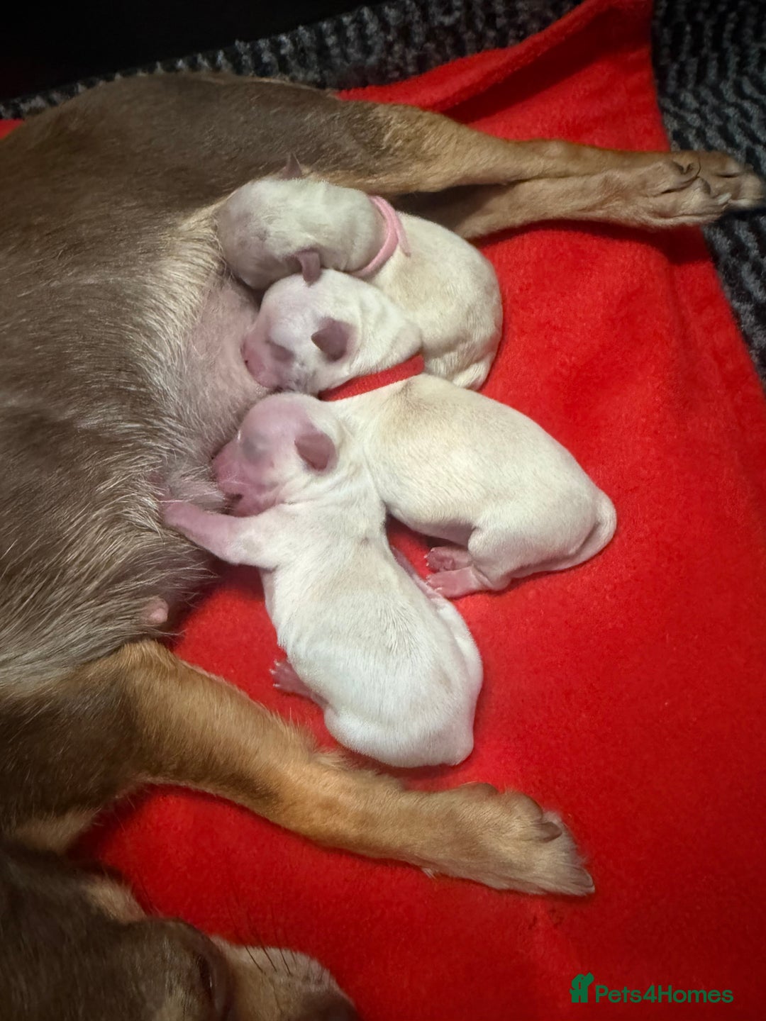 Mixed Breed dogs for sale: OUTSTANDING TINY GIRL MALCHIS - Image 6