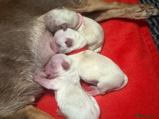 Mixed Breed dogs - Advert 22