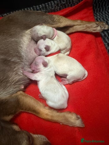 Mixed Breed dogs - Advert 1