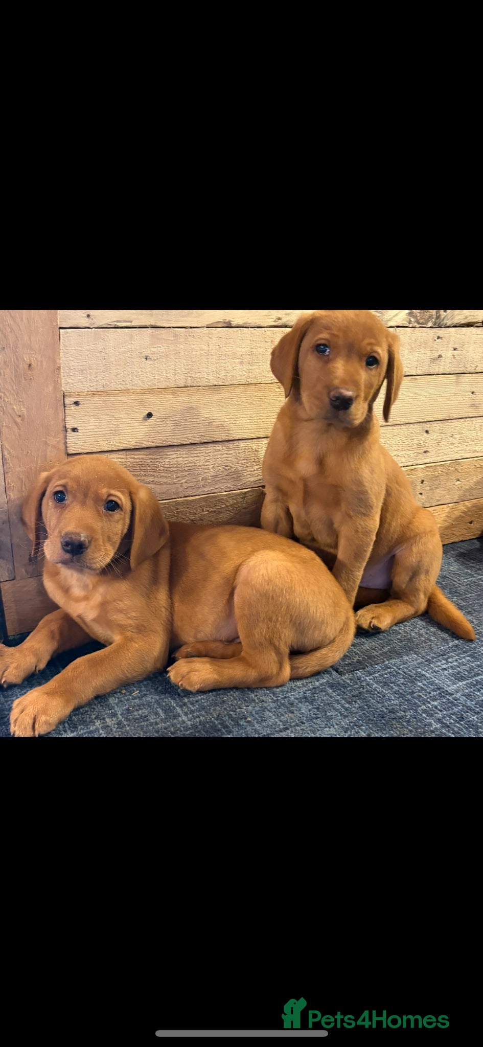 Labrador Retriever dogs for sale: Fox red Labrador  - Advert 4