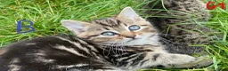 European cats for sale: 3 kittens for sale - Advert 18