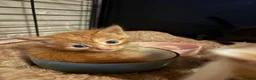 Mixed Breed cats for sale: Ginger boy kitten  - Advert 2
