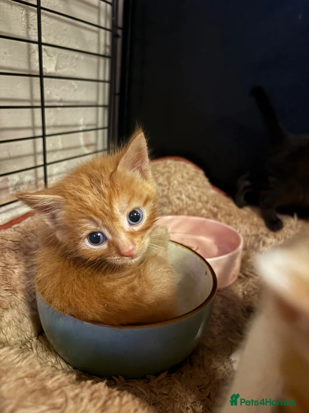 Mixed Breed cats for sale: Ginger boy kitten  - Advert 2