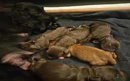 Cocker Spaniel dogs for sale: Cocker spaniel Puppies Males and females - Image 1