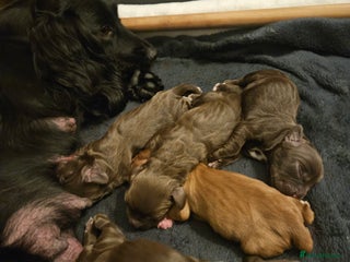 Cocker Spaniel dogs - Advert 17