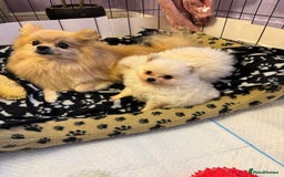 Pomeranian dogs for sale: Gorgeous Pomeranian puppies - Image 8