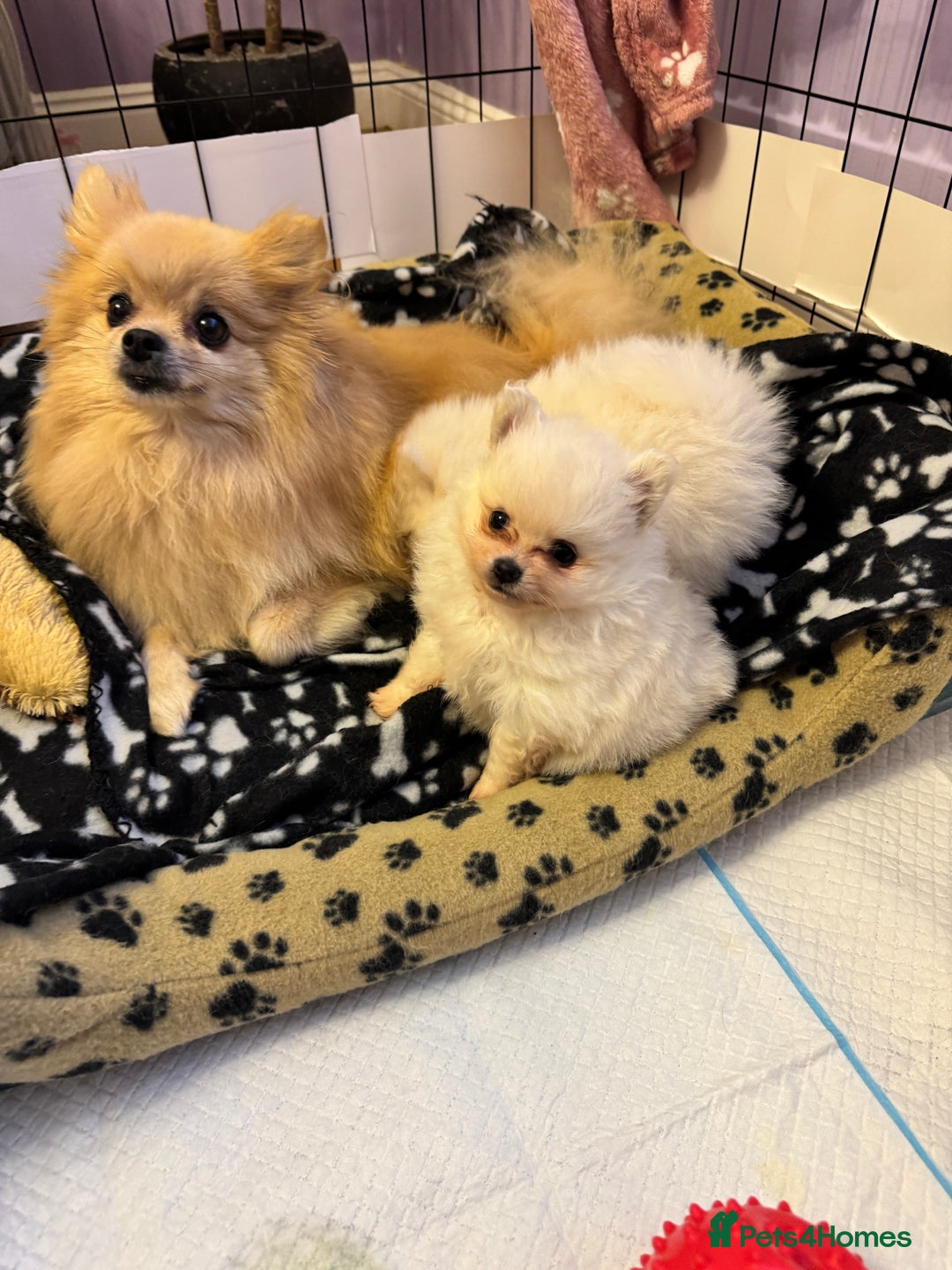 Pomeranian dogs for sale: Gorgeous Pomeranian puppies - Image 8