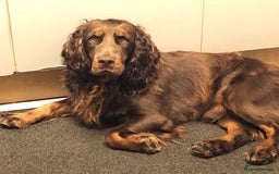 Cocker Spaniel dogs for sale: Working Cocker Spaniels  - Image 17