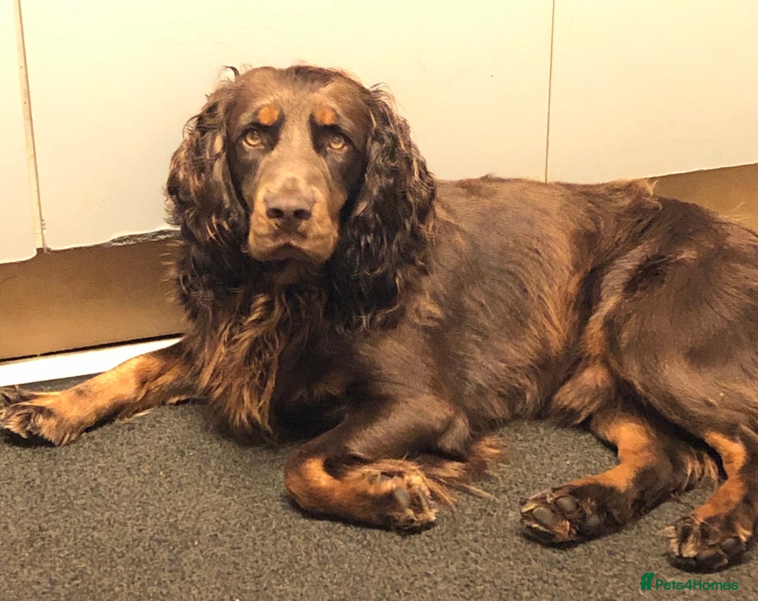 Cocker Spaniel dogs for sale: Working Cocker Spaniels  - Image 17