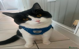 Domestic Shorthair cats for sale: Black and White Tuxedo Cat Needs Rehoming - Image 2
