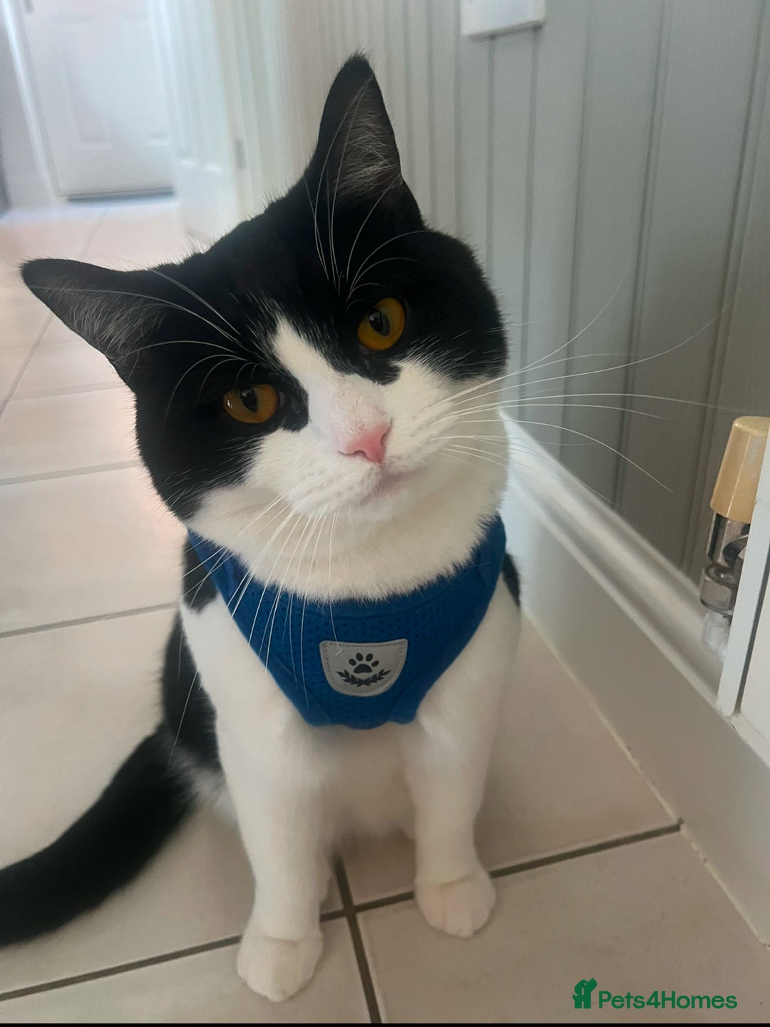 Domestic Shorthair cats for sale: Black and White Tuxedo Cat Needs Rehoming - Image 2