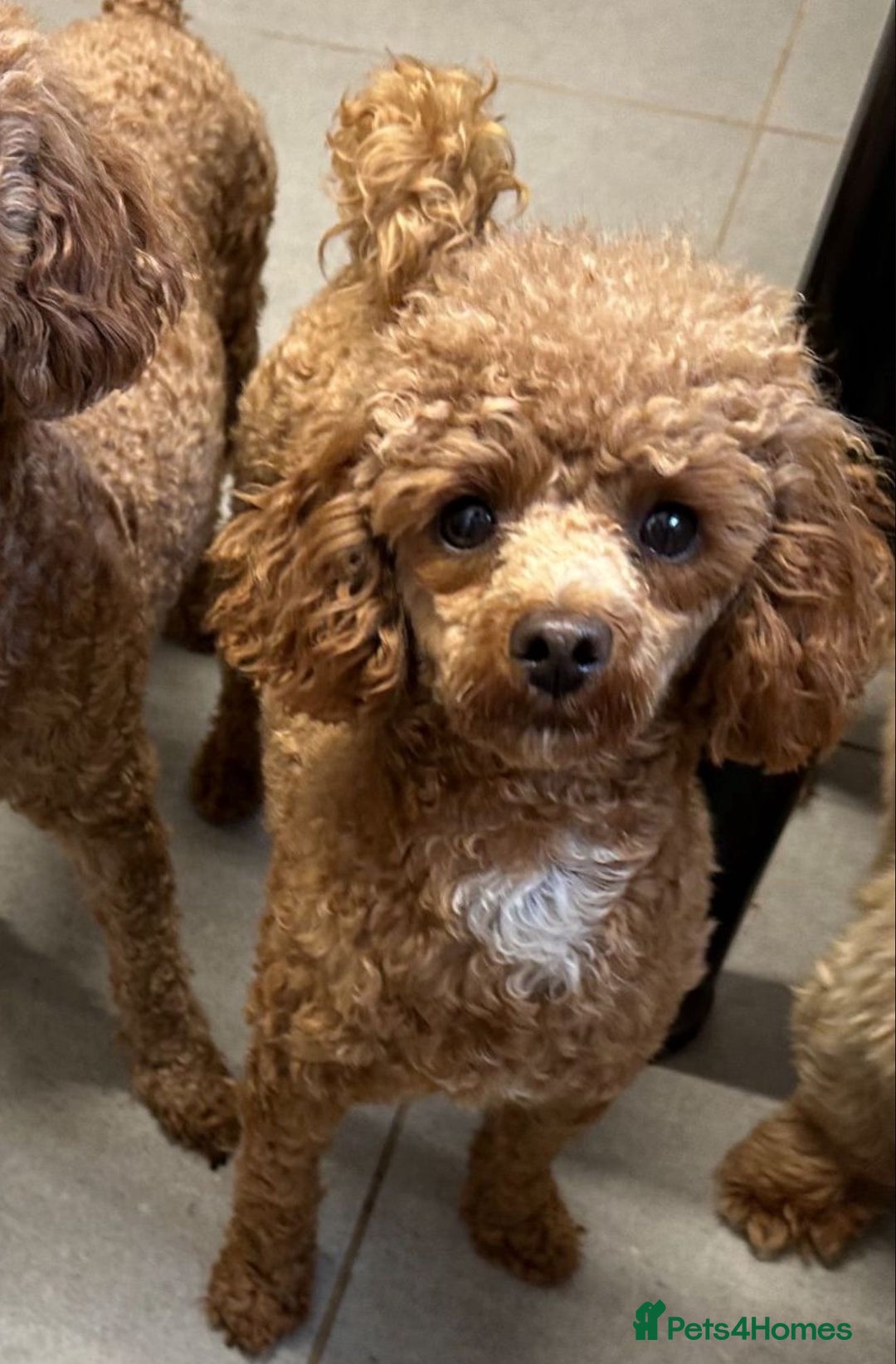 Toy Poodle dogs for sale: 💙🩷Gorgeous KC Toy Poodle Puppies 🩷💙 - Image 13