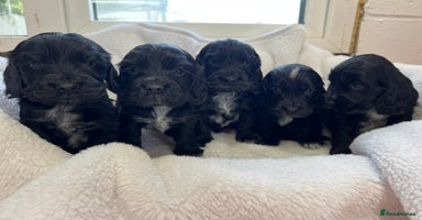 Cocker Spaniel dogs - Advert 13