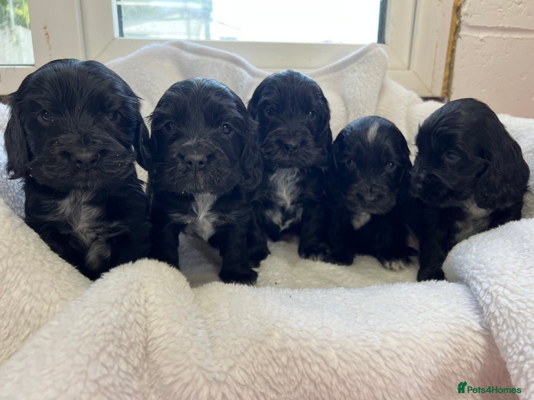 Cocker Spaniel dogs for sale: Kc registered Show cocker spaniel  - Image 1
