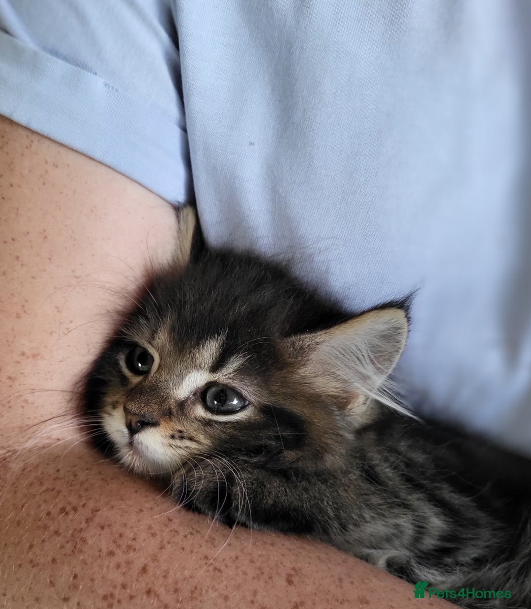 Maine Coon cats for sale: Beautiful Maine Coon x kittens ready now - Image 9