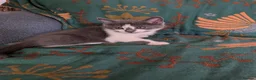 Mixed Breed cats for sale: Three adorable male kittens for sale. - Advert 2