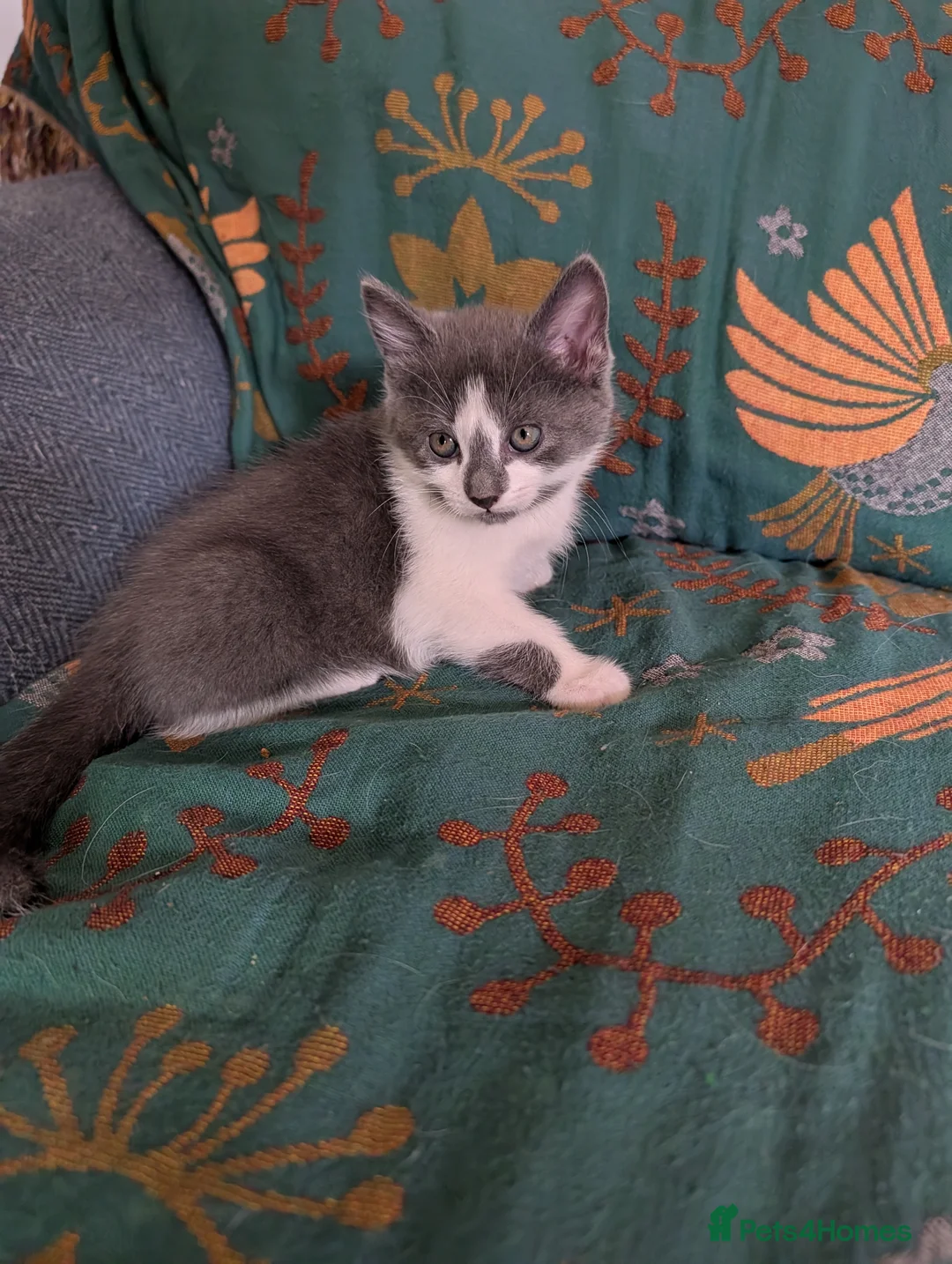 Mixed Breed cats for sale: Three adorable male kittens for sale. - Advert 2