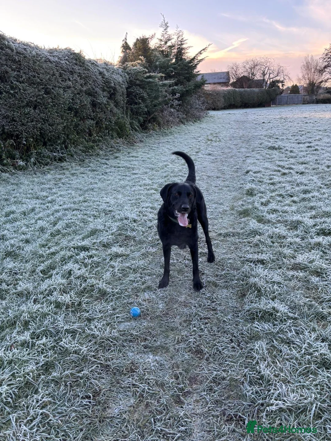 Borador dogs for sale: Cooper in Lincoln - Advert 2