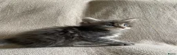 Maine Coon cats for sale: GCCF ACTIVE BLUE SMOKE TABBY MAINE COON BOY  - Advert 8