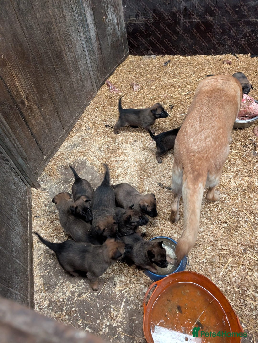 Belgian Shepherd Dog dogs for sale: Belgian shepherd puppies - Image 8
