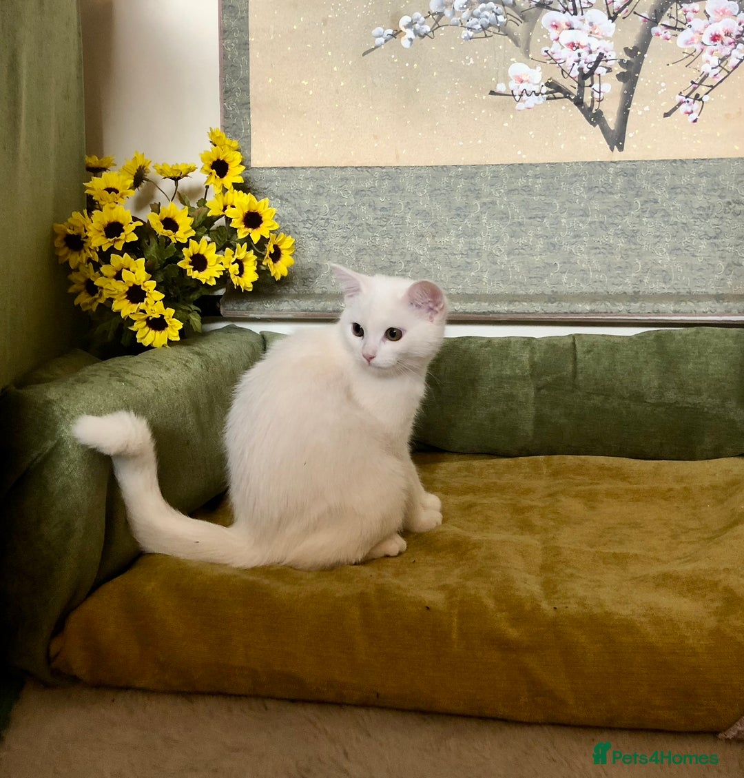 Persian cats for sale: Gorgeous Persian Cross Kittens  - Image 7