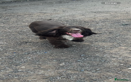 Cocker Spaniel dogs for sale: Beautiful cocker spaniel puppies❤️ - Image 7