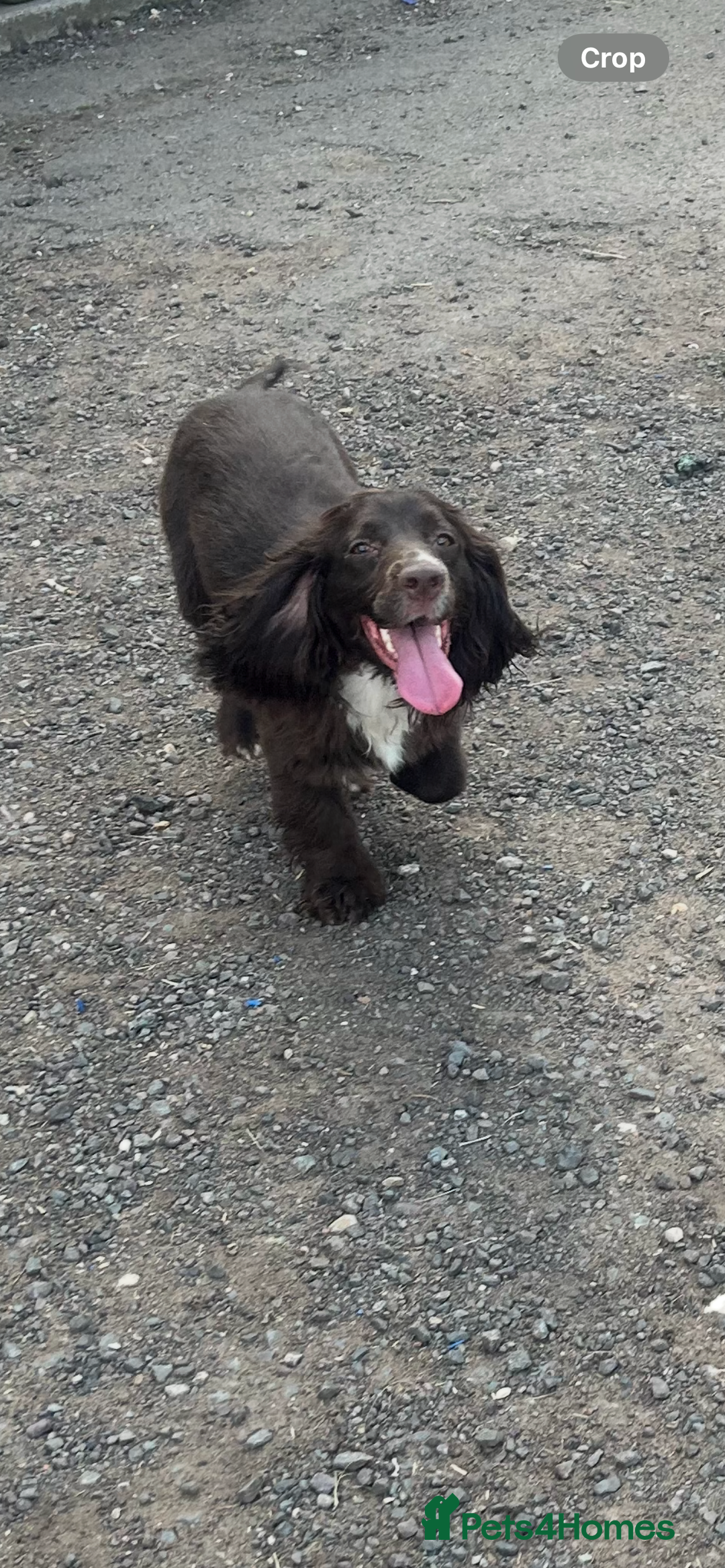 Cocker Spaniel dogs for sale: Beautiful cocker spaniel puppies❤️ - Image 7