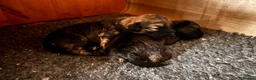 Yorkiepoo dogs for sale: Beautiful yorkipoo’s  - Advert 26