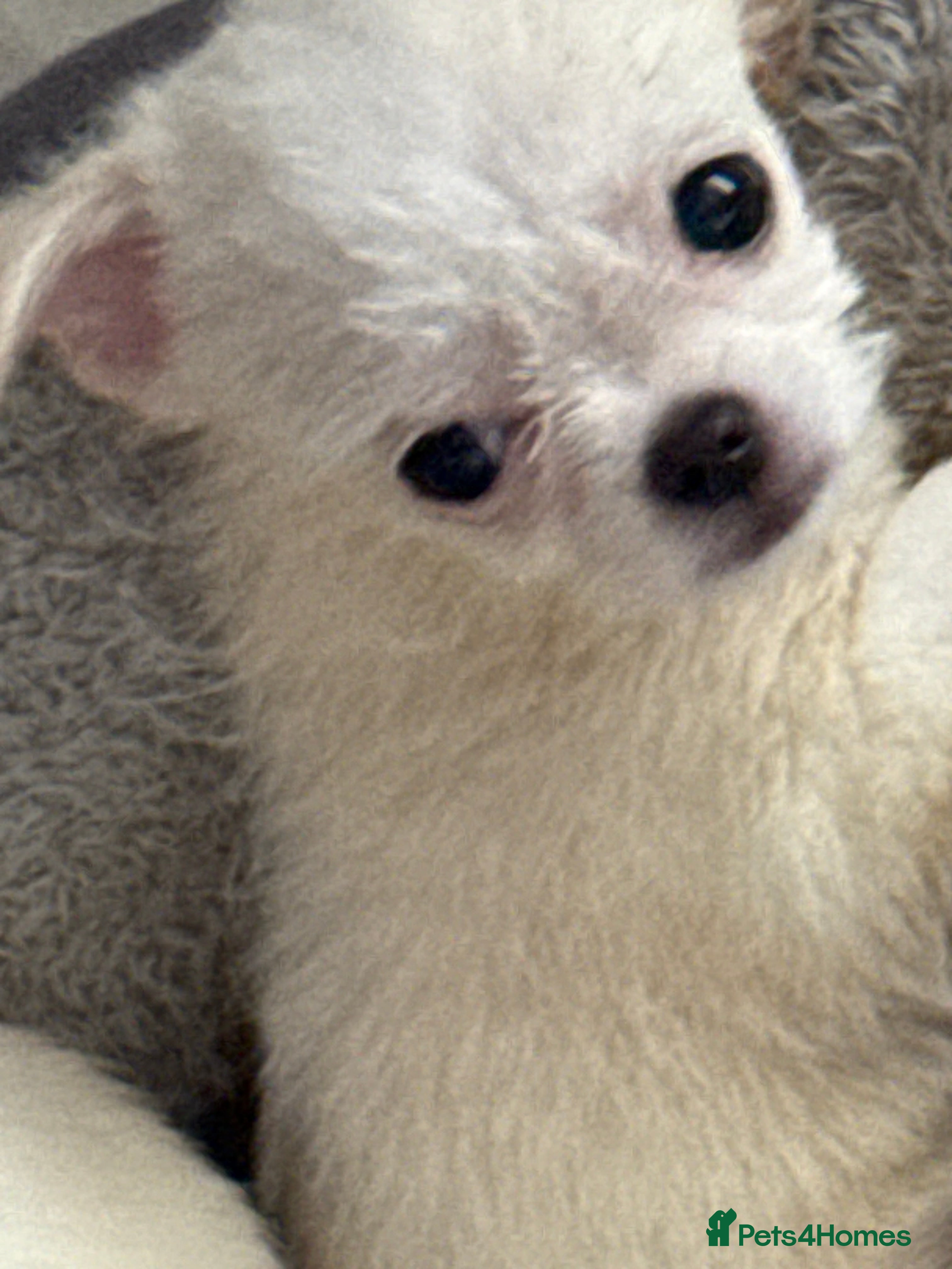 Mixed Breed dogs Maltese x chihuahua  - Advert 12